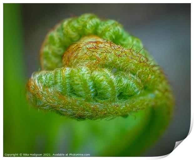 Heart shaped new leaf, Fern plant, Close up Print by Rika Hodgson