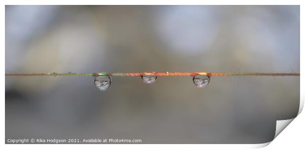 Close Up of Three Hanging Water Droplets Print by Rika Hodgson