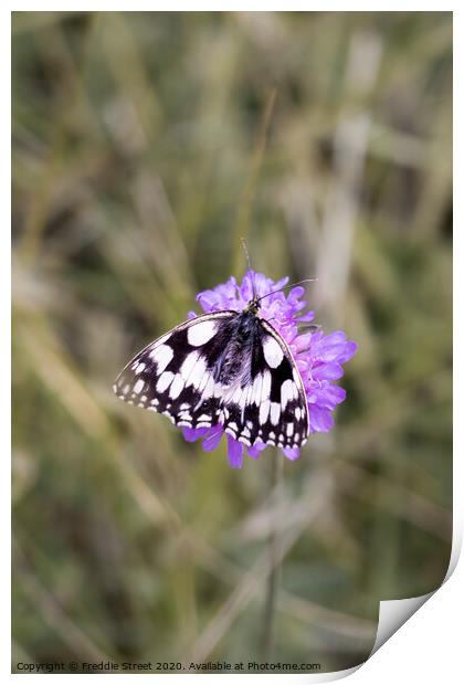 Dalmatian butterfly Print by Freddie Street