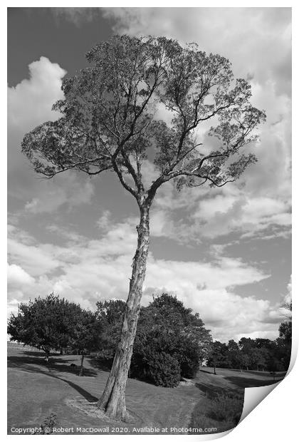 Old gum tree in Lloyd Elsmore Park in Auckland, New Zealand Print by Robert MacDowall