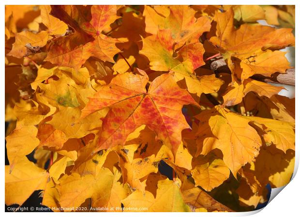 Autumn leaves - 4 Print by Robert MacDowall