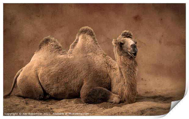Camel sitting on sand Print by Kev Robertson