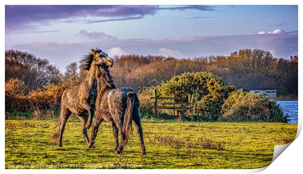 Welsh Ponies in a field Print by Kev Robertson