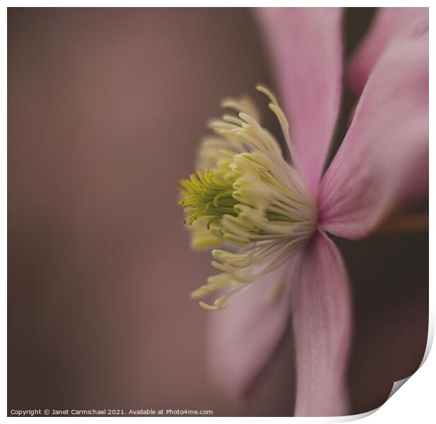 Delicate Mountain Clematis Print by Janet Carmichael