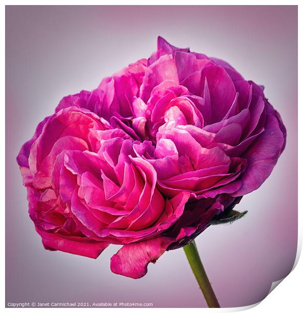 Radiant Pink Rose Print by Janet Carmichael
