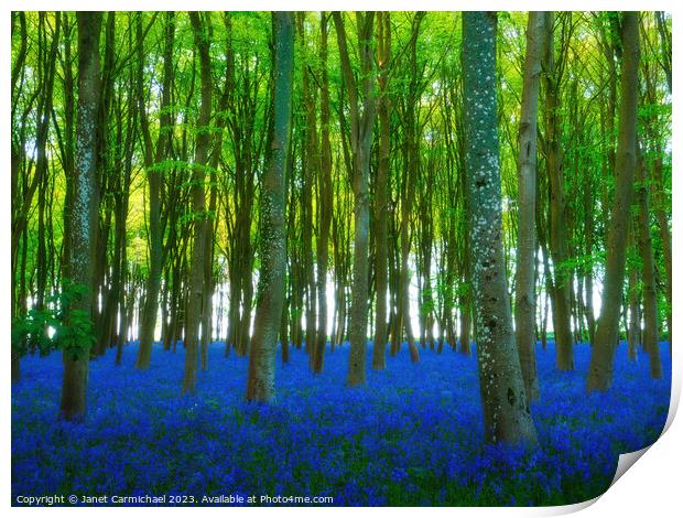 Ancient Bluebell Woods Print by Janet Carmichael