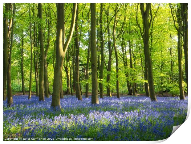 Sunlit Bluebells Print by Janet Carmichael