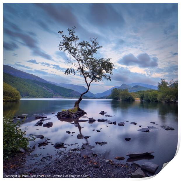 A Tranquil Moment at the Lone Tree Print by Janet Carmichael