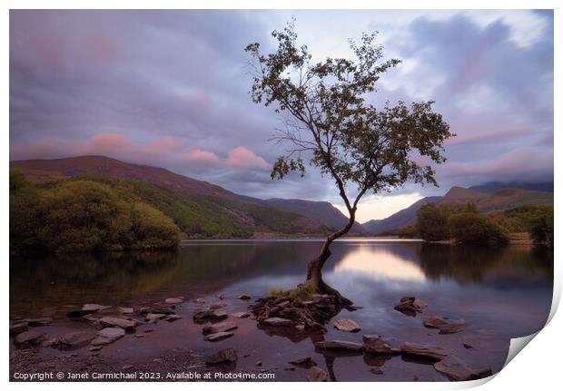 Sunset over the Lone Tree Print by Janet Carmichael