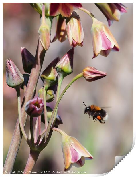 Another Busy Day - Bee in Flight Print by Janet Carmichael