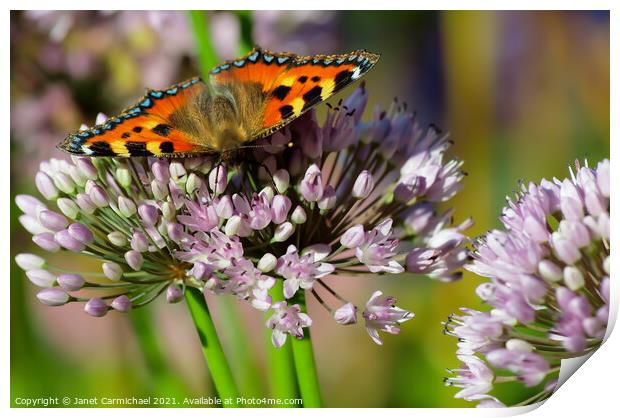 Vivid Colors of a Small Tortoiseshell Butterfly Print by Janet Carmichael