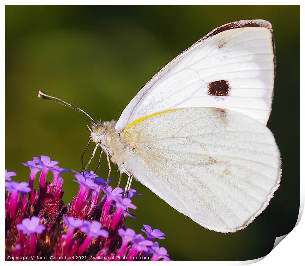 White Butterfly Print by Janet Carmichael