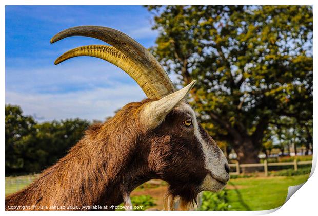 A close up of a goat Print by Julia Janusz