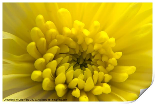 Yellow Chrysanthemum flower  Print by Ollie Hully