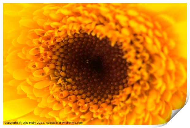 A close up of a yellow and orange flower Print by Ollie Hully