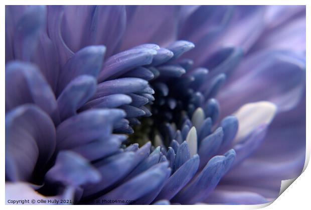 purple flower Print by Ollie Hully