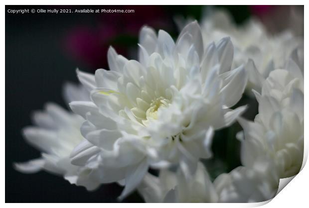 White chrysanthemum flower Print by Ollie Hully