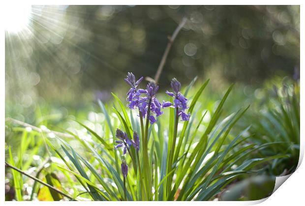 spring bluebells with sunburst Print by Ollie Hully