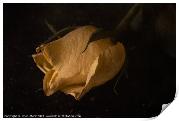 Yellow Rose Print by Jason Atack