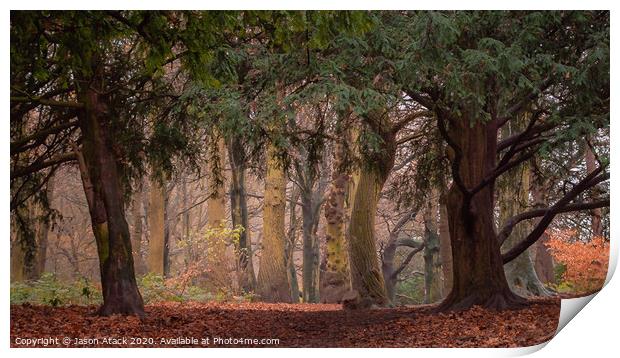 Autumn Woodland Trees Print by Jason Atack
