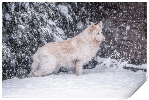 A dog sitting in the snow Print by Jason Atack