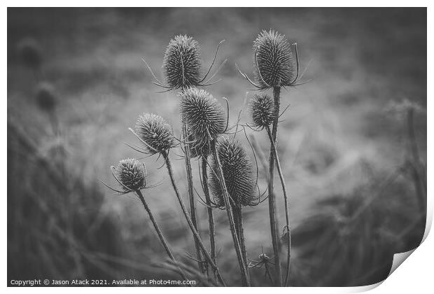 Teasel Print by Jason Atack