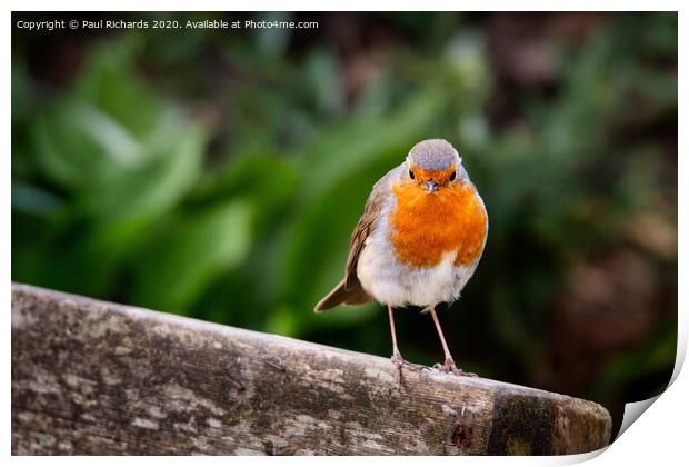 Robin Print by Paul Richards