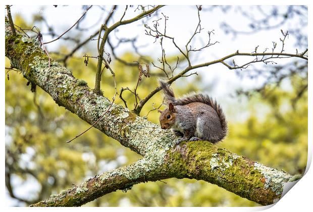 Squirrel Print by Paul Richards