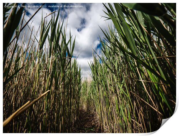 Walking through the reeds Print by Paul Richards