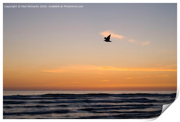 Bird and sunset Print by Paul Richards