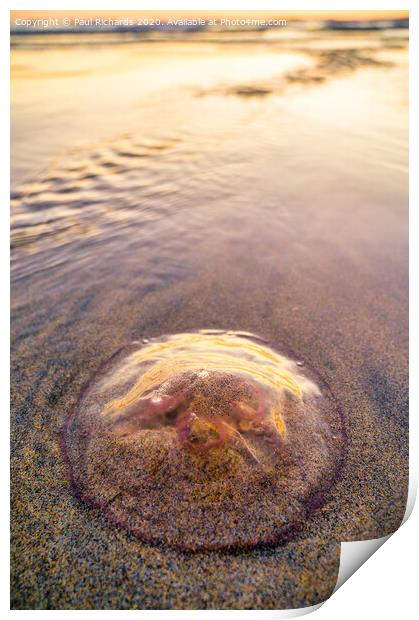 Jellyfish Print by Paul Richards