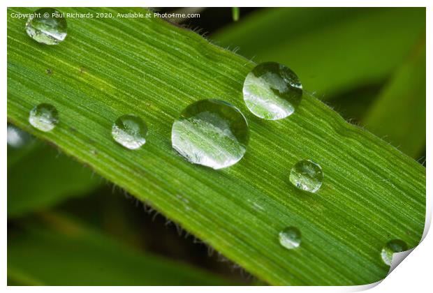 Water droplets Print by Paul Richards