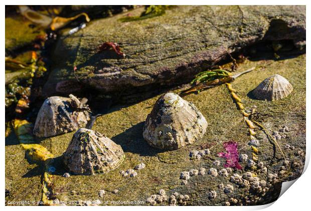 Limpets in the sunshine Print by Paul Richards