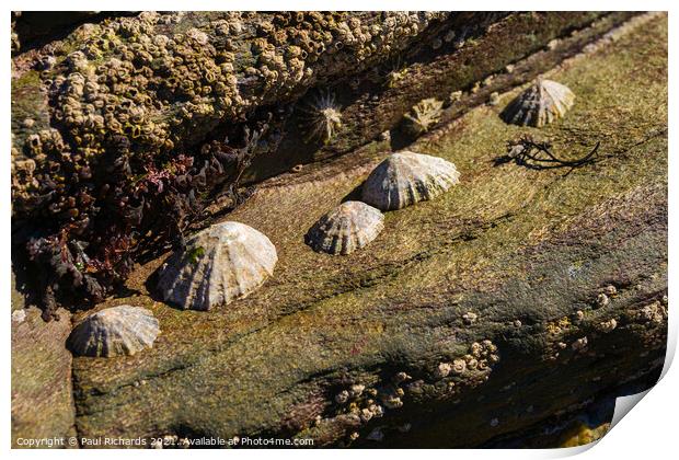 Limpets in the sunshine Print by Paul Richards