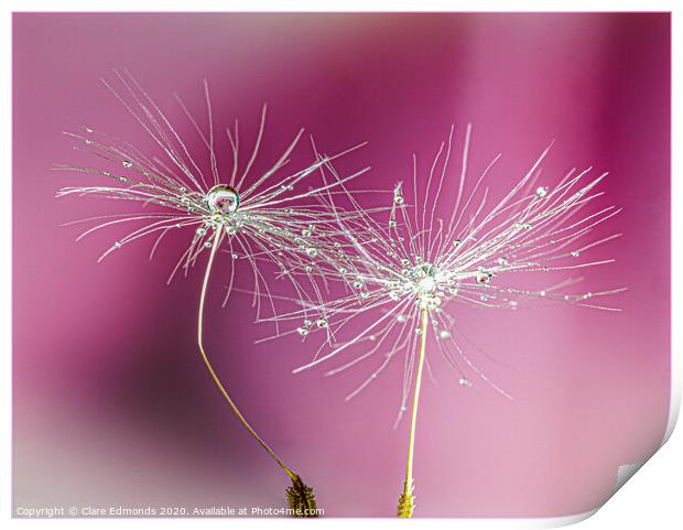 Dandelion Clock In Milk Print by Clare Edmonds