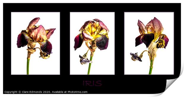 Iris Triptych Print by Clare Edmonds