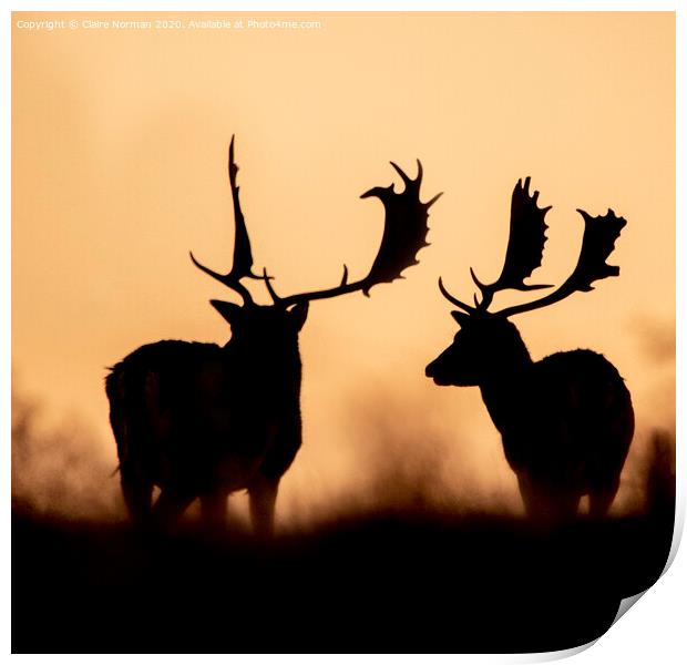 Deer at sunset Print by Claire Norman