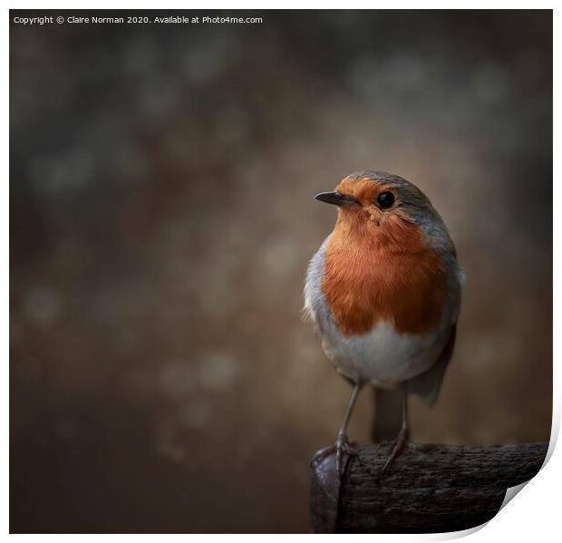 Robin Print by Claire Norman