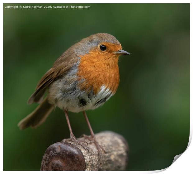 Robin Print by Claire Norman