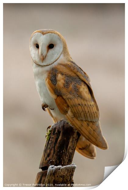 Balancing Barn Owl Print by Trevor Partridge