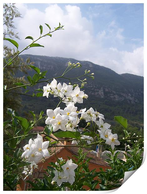 Jasmine With Mountains Beyond Print by Les Morris