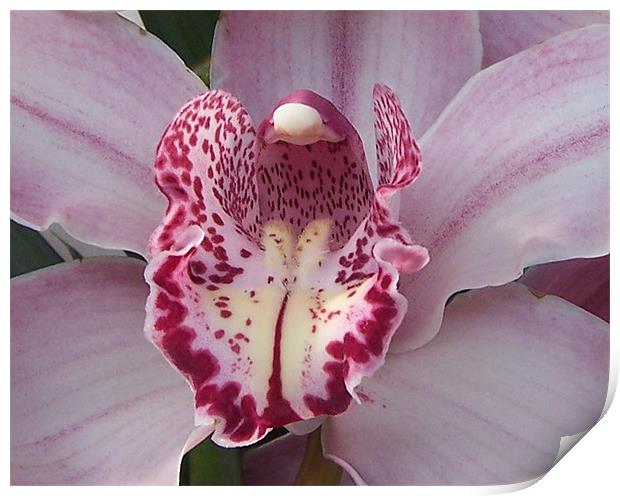 Pink Orchid Print by Les Morris