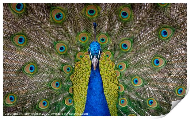 Peacock  Print by Robin Hunter