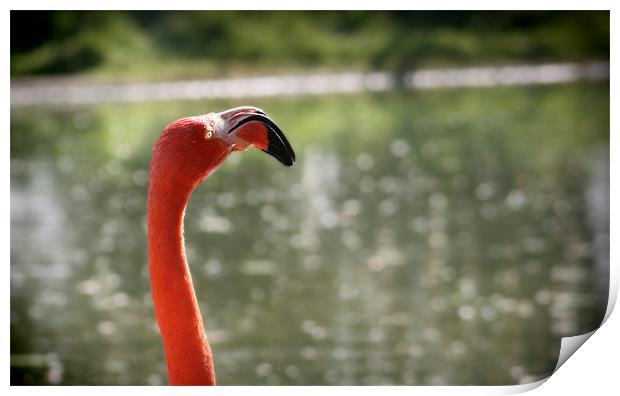 Pink Flamingo with the sun in the face Print by mike fendt