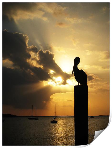 Pelican on the post Print by mike fendt