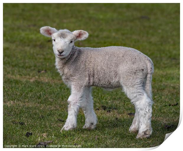Little but Brave Lamb. Print by Mark Ward