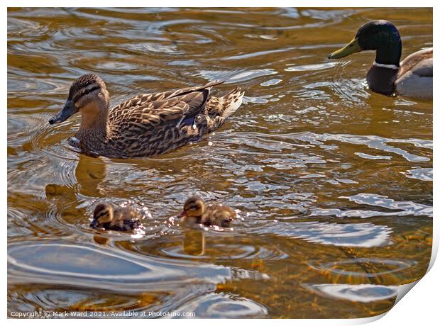 Mallard Parents. Print by Mark Ward