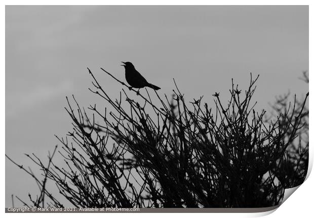 Blackbird in Black. Print by Mark Ward