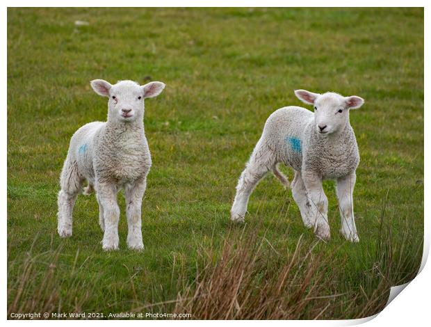 A pair of young Lambs Print by Mark Ward