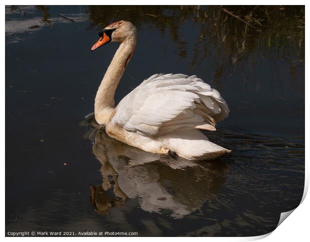The Reflective Swan. Print by Mark Ward